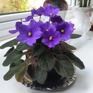 Blue African Violet Live Plant – 4 Inch Pot – Blooming Indoor Houseplant - Image 5