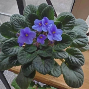 Blue African Violet Live Plant – 4 Inch Pot – Blooming Indoor Houseplant - Image 6