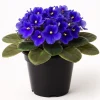 Blue African Violet Live Plant – 4 Inch Pot – Blooming Indoor Houseplant - Image 1