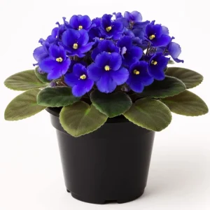 Blue African Violet Live Plant – 4 Inch Pot – Blooming Indoor Houseplant - Image 1