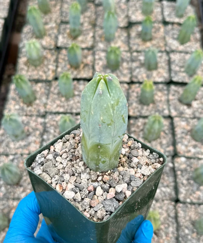 Blue Candle Cactus Live Plant – Myrtillocactus Geometrizans – 4 Inch Pot - Image 2