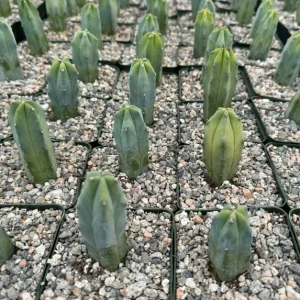 Blue Candle Cactus Live Plant – Myrtillocactus Geometrizans – 4 Inch Pot - Image 3