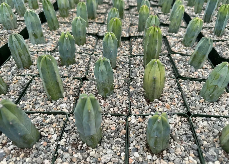 Blue Candle Cactus Live Plant – Myrtillocactus Geometrizans – 4 Inch Pot - Image 3