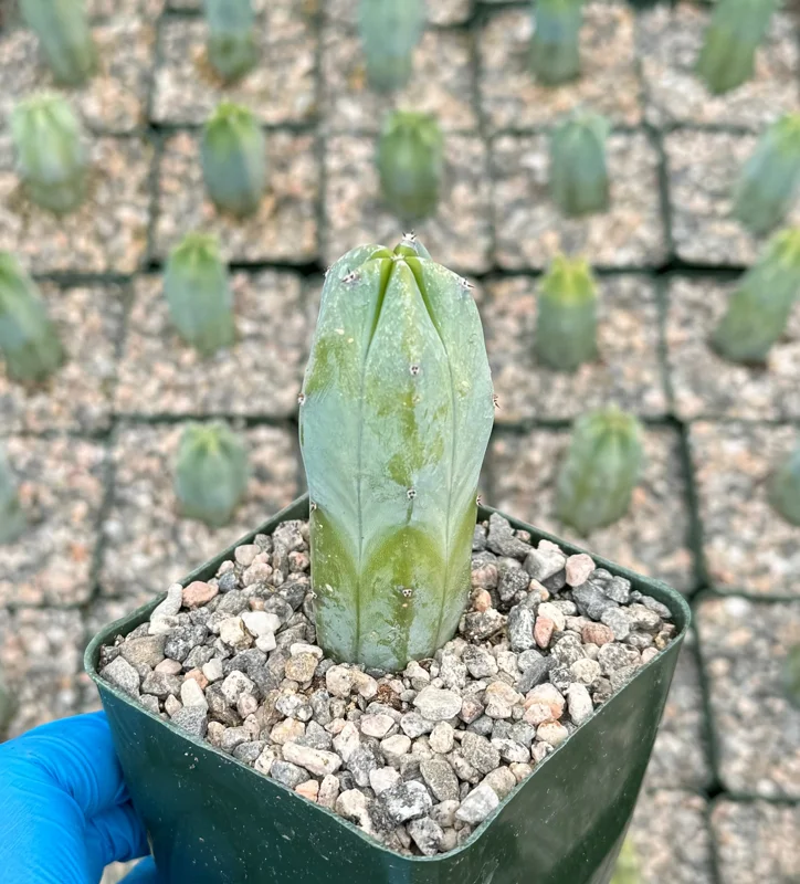 Blue Candle Cactus Live Plant – Myrtillocactus Geometrizans – 4 Inch Pot - Image 1