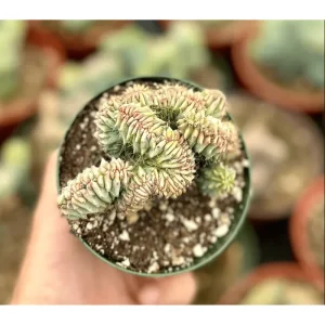 Blue Candle Crested Cactus Live Plant - Myrtillocactus Geometrizans Strictum Cristata - Rare 4 Inch Pot - Image 2