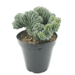 Blue Candle Crested Cactus Live Plant - Myrtillocactus Geometrizans Strictum Cristata - Rare 4 Inch Pot - Image 3