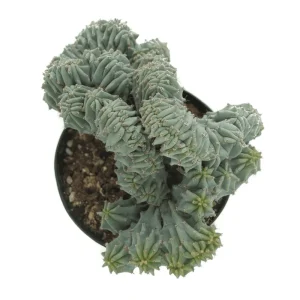 Blue Candle Crested Cactus Live Plant - Myrtillocactus Geometrizans Strictum Cristata - Rare 4 Inch Pot - Image 4