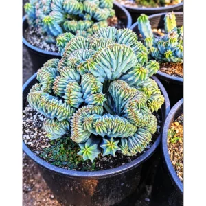 Blue Candle Crested Cactus Live Plant - Myrtillocactus Geometrizans Strictum Cristata - Rare 4 Inch Pot - Image 5