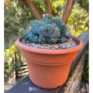 Blue Candle Crested Cactus Live Plant - Myrtillocactus Geometrizans Strictum Cristata - Rare 4 Inch Pot - Image 6