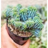 Blue Candle Crested Cactus Live Plant - Myrtillocactus Geometrizans Strictum Cristata - Rare 4 Inch Pot - Image 1