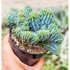 Blue Candle Crested Cactus Live Plant - Myrtillocactus Geometrizans Strictum Cristata - Rare 4 Inch Pot - Image 1