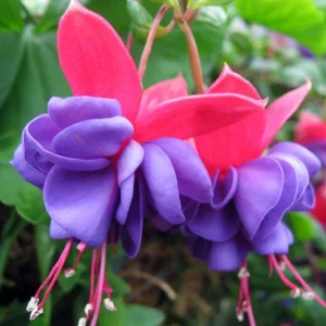 Blue Eye Fuchsia Live Plant - 10-15 inch Tall, 5 inch Pot - Elegant Hanging Blooms - Image 2
