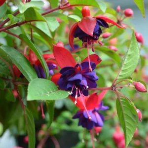 Blue Eye Fuchsia Live Plant - 10-15 inch Tall, 5 inch Pot - Elegant Hanging Blooms - Image 3