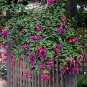 Blue Eye Fuchsia Live Plant - 10-15 inch Tall, 5 inch Pot - Elegant Hanging Blooms - Image 4