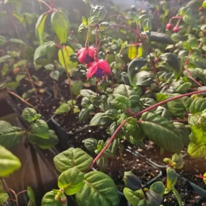 Blue Eye Fuchsia Live Plant - 10-15 inch Tall, 5 inch Pot - Elegant Hanging Blooms - Image 6