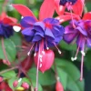 Blue Eye Fuchsia Live Plant - 10-15 inch Tall, 5 inch Pot - Elegant Hanging Blooms - Image 1