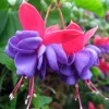 Blue Eyes Fuchsia Live Plant - 2-5 Inch Starter - Blue-Purple Flowers - Hanging Basket & Garden - Image 1