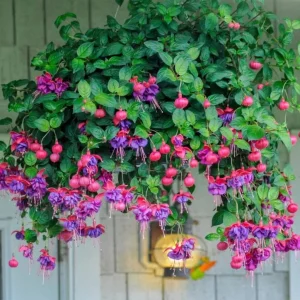 Blue Eyes Fuchsia Live Starter Plants - Set of 2 - 2-5 Inch Tall - Blue-Purple Flowers - Outdoor Hanging Basket - Image 2
