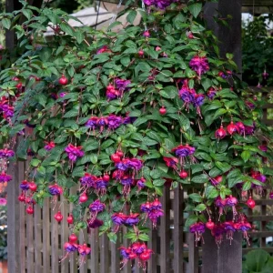Blue Eyes Fuchsia Live Starter Plants - Set of 2 - 2-5 Inch Tall - Blue-Purple Flowers - Outdoor Hanging Basket - Image 3