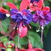 Blue Eyes Fuchsia Live Starter Plants - Set of 2 - 2-5 Inch Tall - Blue-Purple Flowers - Outdoor Hanging Basket - Image 1