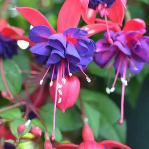 Blue Eyes Fuchsia Live Starter Plants - Set of 2 - 2-5 Inch Tall - Blue-Purple Flowers - Outdoor Hanging Basket - Image 1