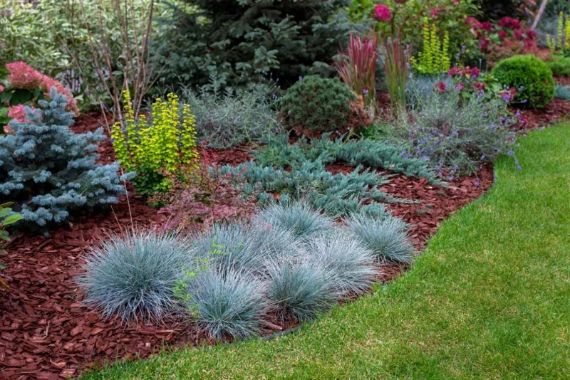 Blue Fescue Grass Live Plant – 4 Inch Pot – 2 Seedlings – Low Maintenance Ornamental Grass - Image 10