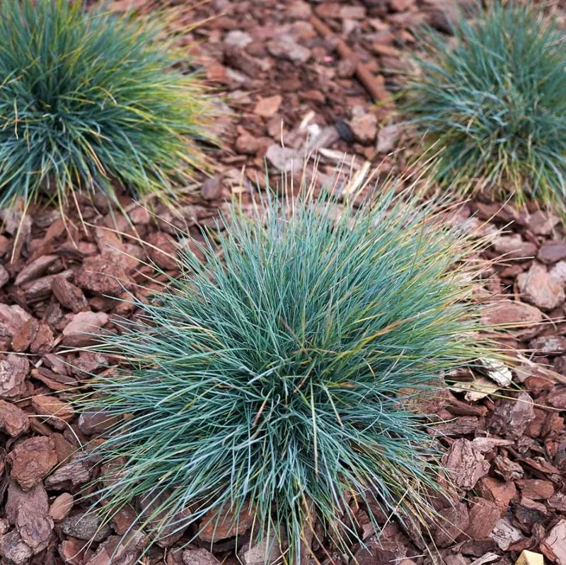 Blue Fescue Grass Live Plant – 4 Inch Pot – 2 Seedlings – Low Maintenance Ornamental Grass - Image 2