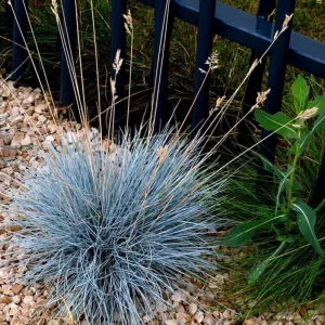 Blue Fescue Grass Live Plant – 4 Inch Pot – 2 Seedlings – Low Maintenance Ornamental Grass - Image 3
