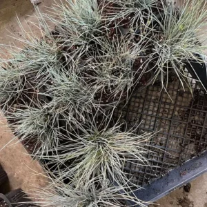 Blue Fescue Grass Live Plant – 4 Inch Pot – 2 Seedlings – Low Maintenance Ornamental Grass - Image 5