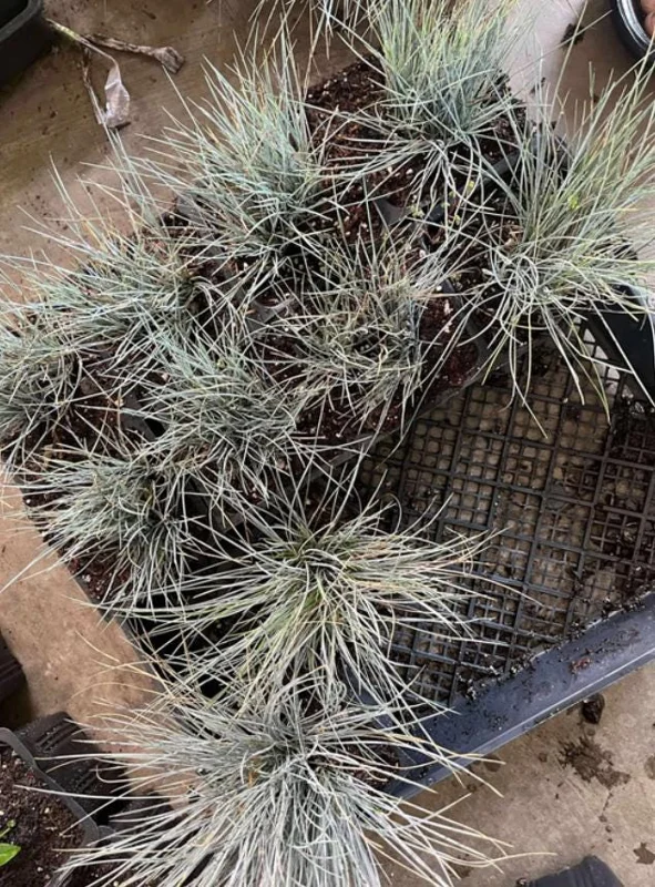 Blue Fescue Grass Live Plant – 4 Inch Pot – 2 Seedlings – Low Maintenance Ornamental Grass - Image 5
