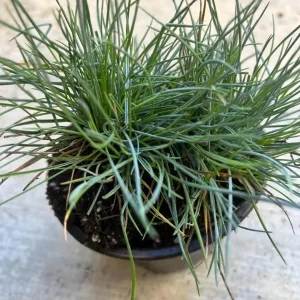 Blue Fescue Grass Live Plant – 4 Inch Pot – 2 Seedlings – Low Maintenance Ornamental Grass - Image 6