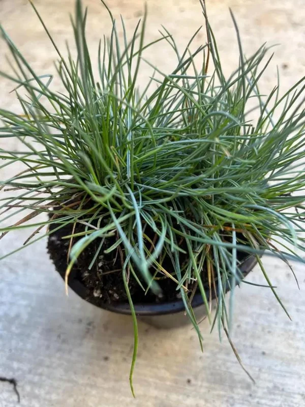 Blue Fescue Grass Live Plant – 4 Inch Pot – 2 Seedlings – Low Maintenance Ornamental Grass - Image 6