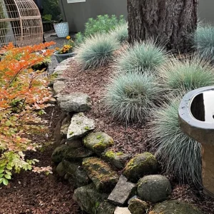 Blue Fescue Grass Live Plant – 4 Inch Pot – 2 Seedlings – Low Maintenance Ornamental Grass - Image 7