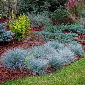 Blue Fescue Grass Live Plant – 4 Inch Pot – 2 Seedlings – Low Maintenance Ornamental Grass - Image 8