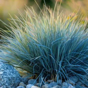 Blue Fescue Grass Live Plant – 4 Inch Pot – 2 Seedlings – Low Maintenance Ornamental Grass - Image 9