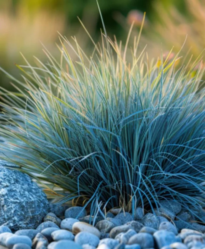 Blue Fescue Grass Live Plant – 4 Inch Pot – 2 Seedlings – Low Maintenance Ornamental Grass - Image 9