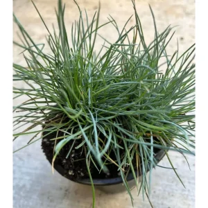Blue Fescue Grass Live Plant – Festuca Glauca – 4 inch Pot – Ornamental Outdoor - Image 2