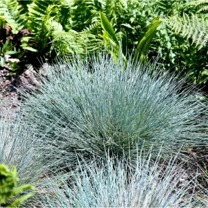 Blue Fescue Grass Live Plant – Festuca Glauca – 4 inch Pot – Ornamental Outdoor - Image 3