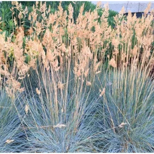 Blue Fescue Grass Live Plant – Festuca Glauca – 4 inch Pot – Ornamental Outdoor - Image 4