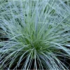 Blue Fescue Grass Live Plant – Festuca Glauca – 4 inch Pot – Ornamental Outdoor - Image 1