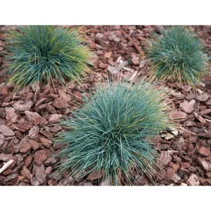 Blue Fescue Grass Live Plant – Festuca Glauca – 4 inch Pot – Ornamental Outdoor - Image 6