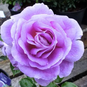 Blue Hybrid Tea Rose Live Plant - Fragrant Lavender Blue Flowers, 4-8 Inch Tall, Outdoor - Image 2