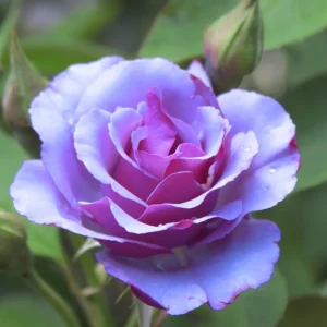 Blue Hybrid Tea Rose Live Plant - Fragrant Lavender Blue Flowers, 4-8 Inch Tall, Outdoor - Image 3
