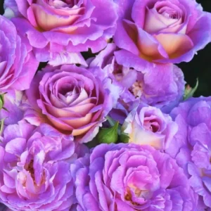 Blue Hybrid Tea Rose Live Plant - Fragrant Lavender Blue Flowers, 4-8 Inch Tall, Outdoor - Image 4