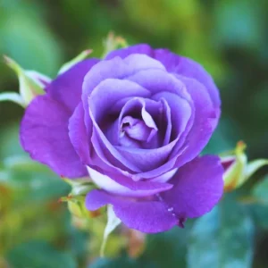 Blue Hybrid Tea Rose Live Plant - Fragrant Lavender Blue Flowers, 4-8 Inch Tall, Outdoor - Image 5