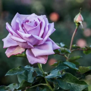 Blue Hybrid Tea Rose Live Plant - Fragrant Lavender Blue Flowers, 4-8 Inch Tall, Outdoor - Image 6