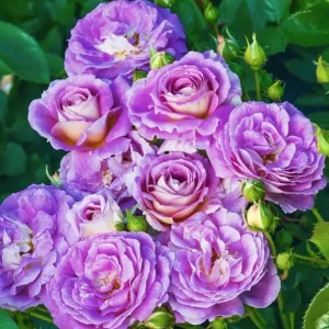 Blue Hybrid Tea Rose Live Plant - Fragrant Lavender Blue Flowers, 4-8 Inch Tall, Outdoor - Image 1
