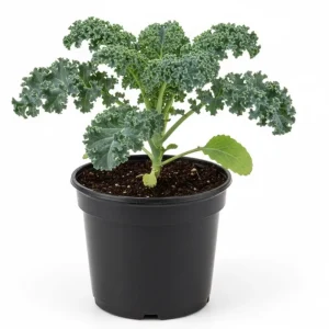 Blue Kale Live Plant – Hardy Vegetable – 4 Inch Pot – Outdoor - Image 2