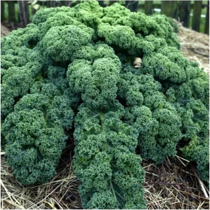 Blue Kale Live Plant – Hardy Vegetable – 4 Inch Pot – Outdoor - Image 4