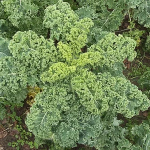 Blue Kale Live Plant – Hardy Vegetable – 4 Inch Pot – Outdoor - Image 5